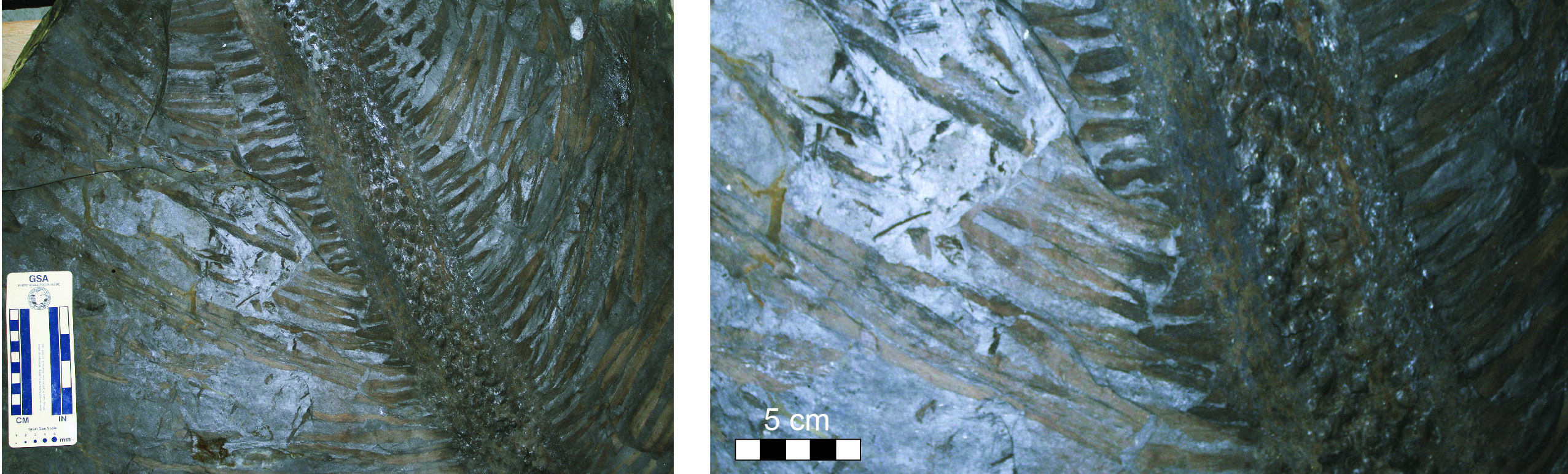 Large, coalified Stigmaria ficoides specimen, preserving large rootlets lateral to the main root. Specimen at KGS Earth Analysis Research Library.
